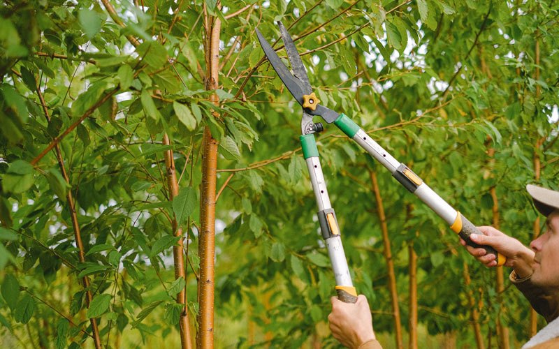 Tree trimming in Onaga, KS